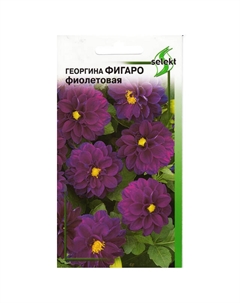 Семена Георгина Фигаро фиолетовая 0,05г Дом семян