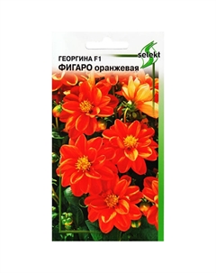 Семена Георгина Фигаро оранжевая 0,05г Дом семян