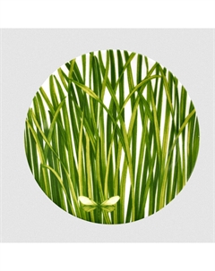 Тарелка 17см Life In Green Taitu