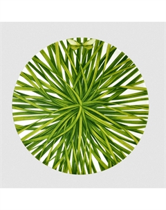 Тарелка десертная Life In Green Taitu