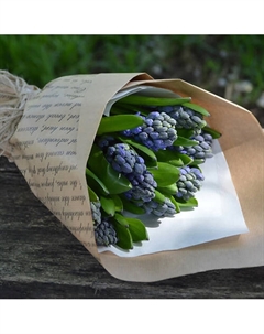 Букет «9 синих гиацинтов в упаковке» Florpro