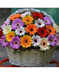 Корзина «51 гербера мини в корзине» Florpro