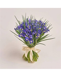 Букет из 51 ириса оформленных под атласную ленту Azalianow цветы. подарки. декор