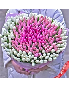 Букет из 150 белых тюльпанов и 151 розового тюльпана в упаковке Azalianow цветы. подарки. декор