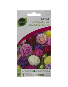 Астра «Музыкальная шкатулка» смесь окрасок Geolia