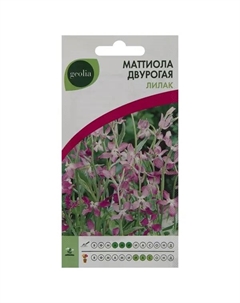 Маттиола двурогая Лилак Geolia