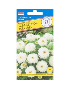 Хризантема Свадебное платье, 10 шт. Престиж семена