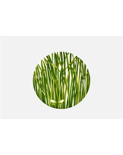 Тарелка LIFE IN GREEN, 17 см 17 см Taitu