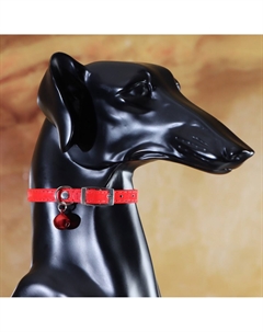 Ошейник Пижон