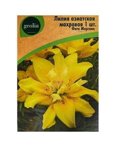 Лилия азиатская махровая Фата Моргана Geolia