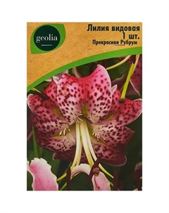 Лилия видовая Прекрасная Рубрум Geolia