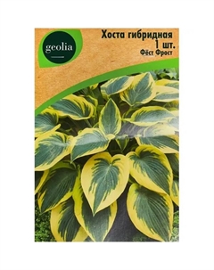 Хоста гибридная Фест Фрост Geolia
