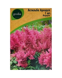 Астильба Арендса Федерзи Geolia