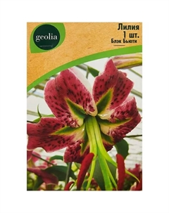 Лилия видовая Блэк Бьюти Geolia