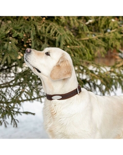 Ошейник кожаный тисненый однослойный с табличкой, 60 х 3 см, ош 45-57 см, коричневый Пижон