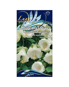 Семена Кобея лазающая Свадебные колокола 5шт Нет марки