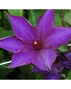 Саженец Клематис крупноцветковый (капер) Гидинг Стар Поиск