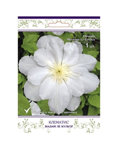 Саженец Клематис крупноцветковый (капер) Мадам Ле Культр Поиск