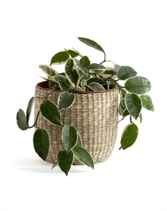 Плетеное кашпо 13 см Mila бежевый Laredoute