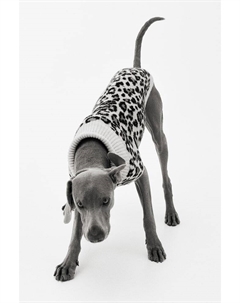 Свитер с рисунком собаки, бежевый H&m