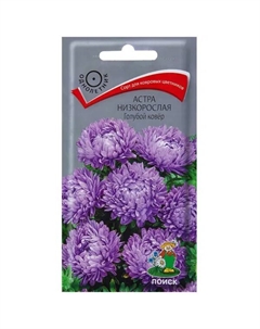 Астра низкорослая «Голубой ковёр» Поиск