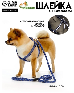 Шлейка с поводком Пижон
