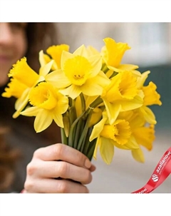 Яркий весенний букет из 7 желтых нарциссов Azalianow цветы. подарки. декор