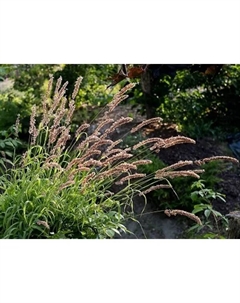 Перловник высокий Ред Спайр Поиск