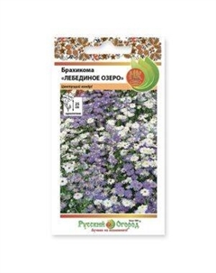 Цветы Брахикома Лебединое озеро, 0.1 г Семена нк