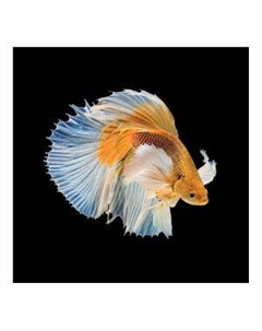 Картина на стекле Сиамская желтая рыбка, 40х40 см Тд постерм