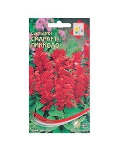Семена Сальвия Скарлет Пикколо Сортсемово