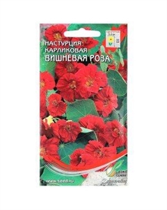 Семена Настурция карликовая Вишневая роза Сортсемово