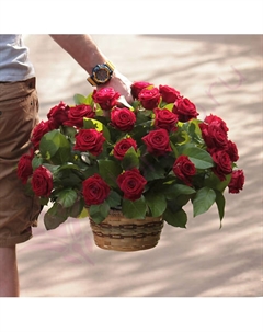 41 красная роза в корзине Florpro