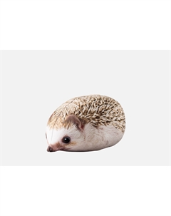 Мягкая игрушка Ёжик Хренобус 1 шт Блоптоп