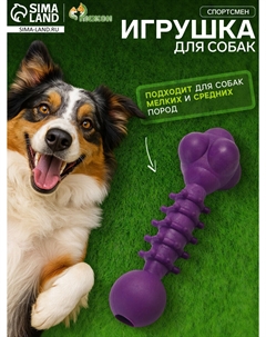 Игрушка жевательная Пижон