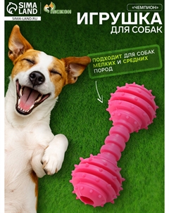 Игрушка жевательная Пижон