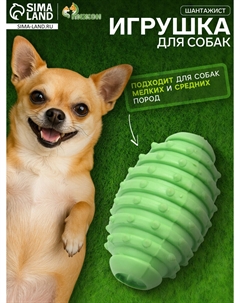 Игрушка жевательная Пижон