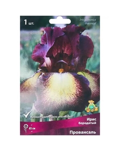 Ирис бородатый Провансаль Поиск