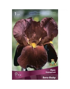 Ирис бородатый Вита Файр Поиск