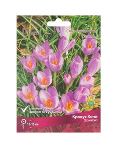 Крокус прекрасный Кочи (Зонатус), 10 шт Поиск
