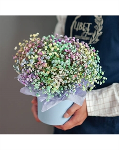 Цветная гипсофила в шляпной коробке размер S Цветник цветы и подарки