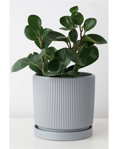 Кашпо керамическое с блюдцем Рельеф Mandarin decor