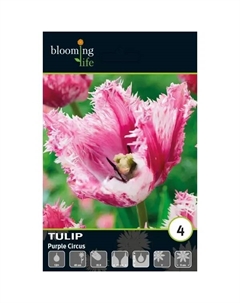 Тюльпан бахромчатый Перпл Серкус луковицы 12 Без бренда