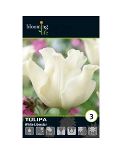 Тюльпан Триумф Уайт Либерстар луковицы 11/12 Без бренда