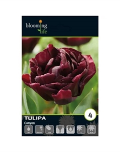 Тюльпан махровый поздний Каньон луковицы 12 Без бренда