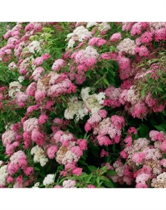 Спирея микс ø20 h45 см Без бренда