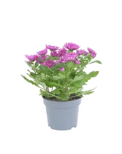 Хризантема кустовая ø10 h25 см Без бренда