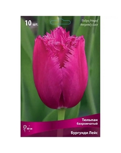 Тюльпан бахромчатый «Бургунди Лейс», высота 40 см, 3 шт. Без бренда