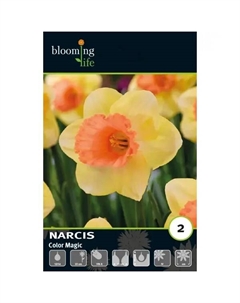 Нарцисс крупнокорончатый Колор Меджик луковицы 12/14 Без бренда