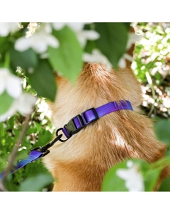 Ошейник Пушистое счастье